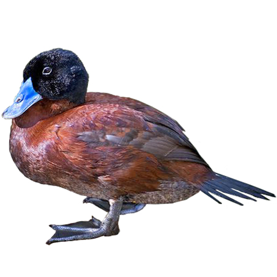 Maccoa Duck